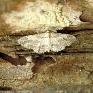 thumbnail for publication: Cypress Looper Anacamptodes pergracilis (Hulst) (Insecta: Lepidoptera: Geometridae)
